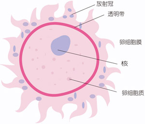 怀孕1周胎儿图片