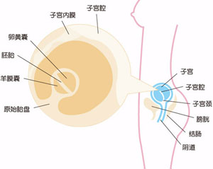 怀孕4周胎儿图片