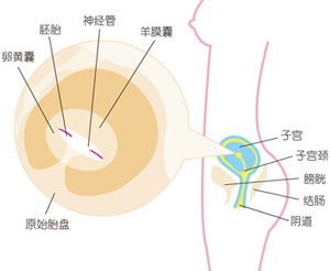 怀孕5周胎儿图片