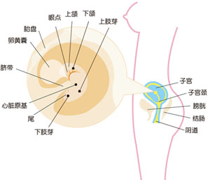 怀孕6周胎儿图片