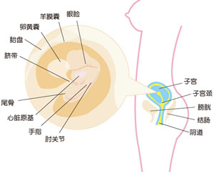 怀孕7周胎儿图片