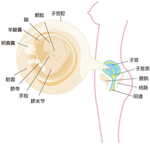 怀孕8周胎儿图片