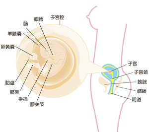 怀孕9周胎儿图片