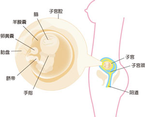 怀孕10周胎儿图片