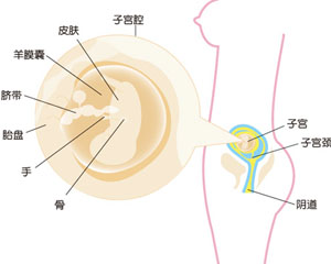 怀孕11周胎儿图片