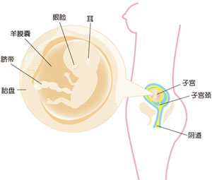 怀孕12周胎儿图片