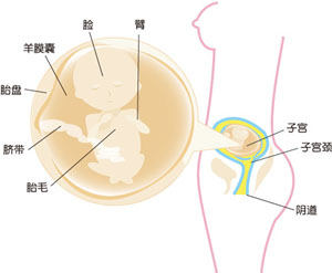 怀孕14周胎儿图片}