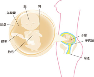 怀孕15周胎儿图片