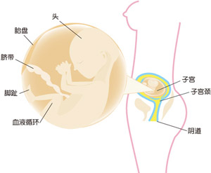 怀孕16周胎儿图片