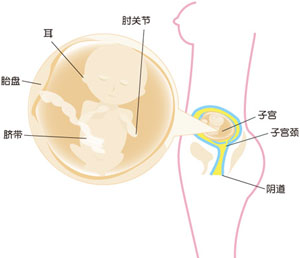 怀孕17周胎儿图片