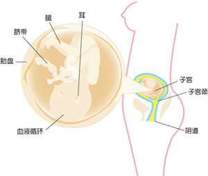 怀孕18周胎儿图片