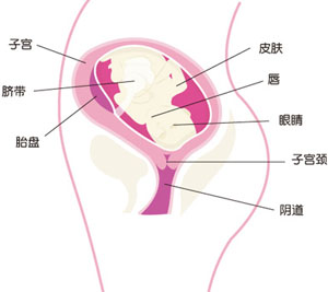 怀孕22周胎儿图片