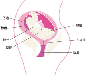 怀孕28周胎儿图片