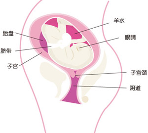 怀孕30周胎儿图片