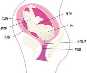 怀孕36周胎儿图片